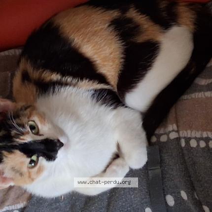 Photo 1/1 Found cat Found in Saint etienne de tulmont