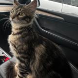 Picture of cat lost at Tournefeuille