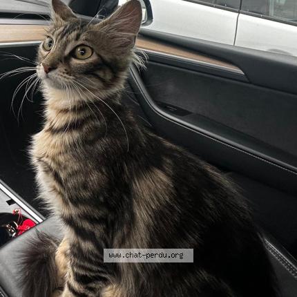 Photo 1/2 Cat reunited Lost in Tournefeuille