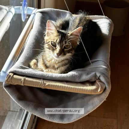 Photo 2/2 Cat reunited Lost in Tournefeuille