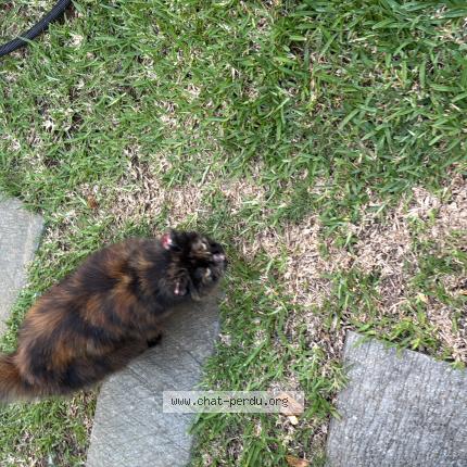 Photo 1/1 Found cat Found in Saline les bains