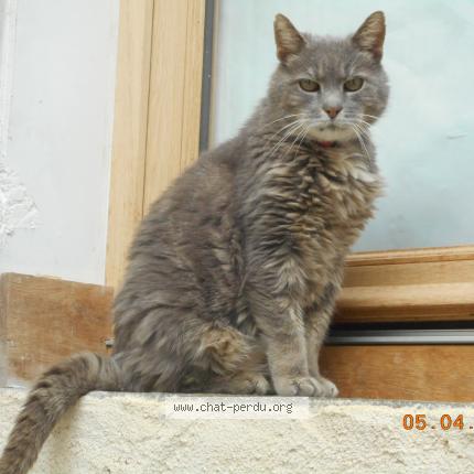Photo 1/1 Found cat Found in Le grand luce