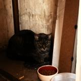 Picture of cat found at Nice