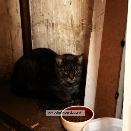 Photo 1/1 Found cat Found in Nice