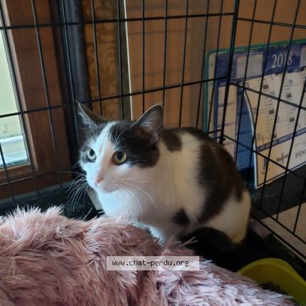 Photo 1/1 Found cat Found in Uzes