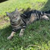 Picture of cat lost at Le Plessis Brion