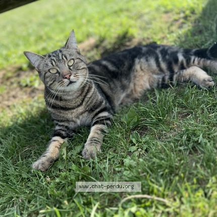 Photo 1/1 Rocky Chat lost in Le plessis brion