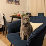 Picture of cat lost at Villejuif