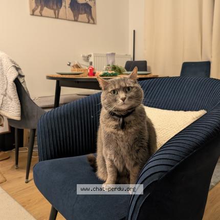 Photo 1/1 Lokie Chat lost in Villejuif