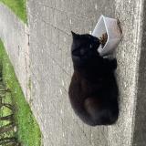 Picture of cat found at Chambly