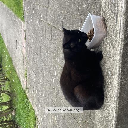 Photo 1/1 Found cat Found in Chambly