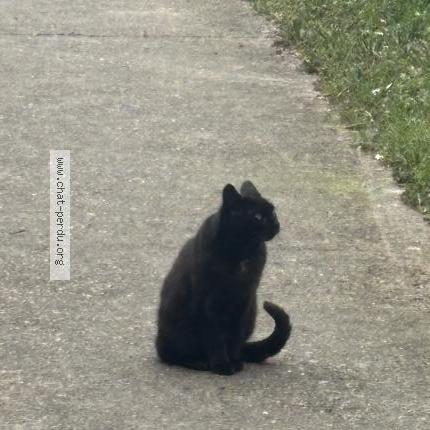 Photo 2/4 Found cat Found in Chambly