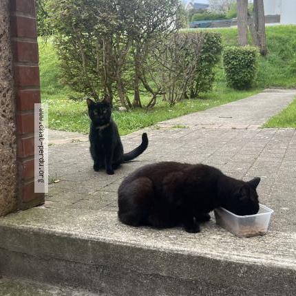 Photo 3/4 Found cat Found in Chambly