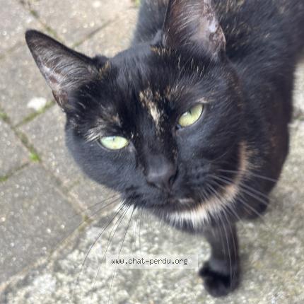 Photo 4/4 Found cat Found in Chambly