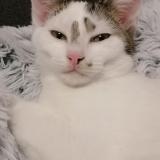 Picture of cat lost at Bezannes