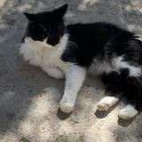 Picture of cat lost at Marseille