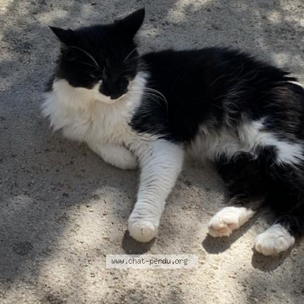 Photo 1/1 Lola Chat lost in Marseille