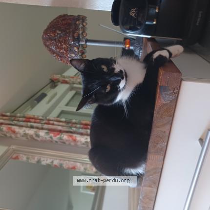 Photo 1/1 Felix Chat lost in Roquettes