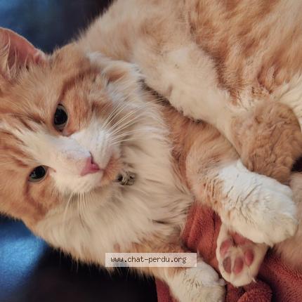 Photo 1/1 Peluche Chat lost in Jujurieux