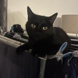 Picture of cat lost at Noilhan