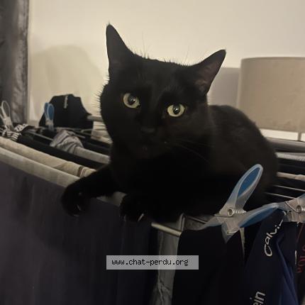 Photo 1/1 Rosie Chat lost in Noilhan