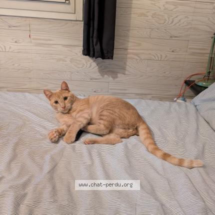 Photo 1/1 Edgar Chat lost in Marseille