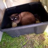 Picture of cat found at Tourcoing