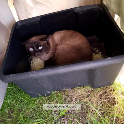 Photo 1/1 Found cat Found in Tourcoing