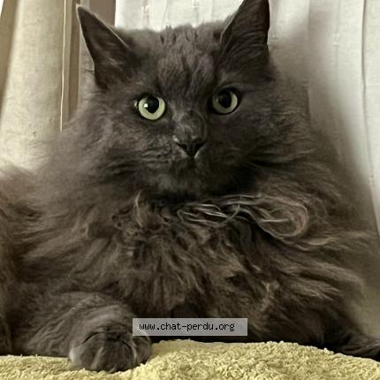 Photo 1/1 Tora Chat lost in Tournai