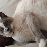 Picture of cat lost at St Ouen Des Tois