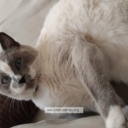 Photo 1/1 Snow Chat lost in St ouen des tois