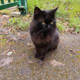 Picture of cat found at Dourdan