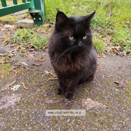 Photo 1/1 Found cat Found in Dourdan