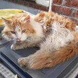 Picture of cat found at Lille
