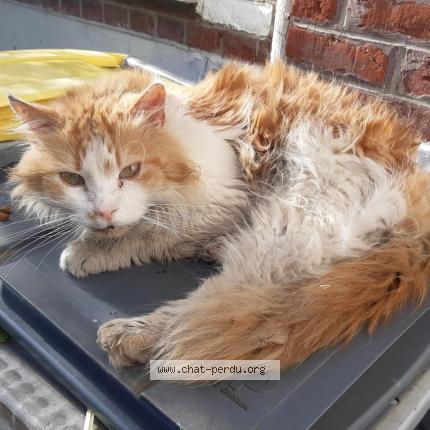 Photo 1/1 Found cat Found in Lille