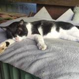 Picture of cat found at Toulouse