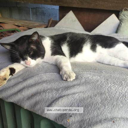 Photo 1/1 Found cat Found in Toulouse