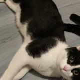 Picture of cat lost at Billere