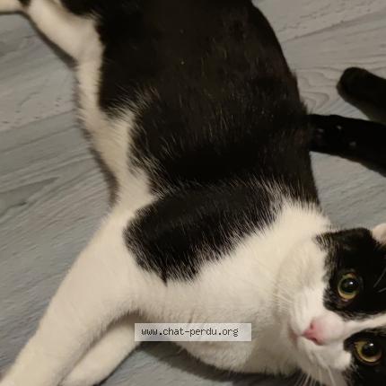 Photo 1/1 George Chat lost in Billere