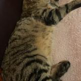 Picture of cat lost at Vieux Moulins