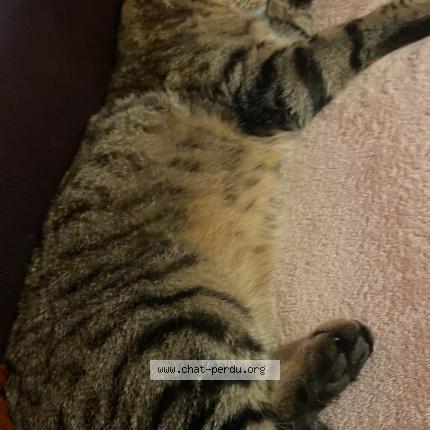 Photo 1/1 LOULOU Chat lost in Vieux moulins