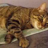 Picture of cat lost at Marignane