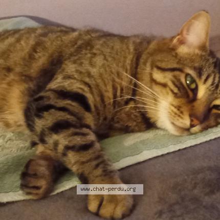 Photo 1/1 Loula Chat lost in Marignane