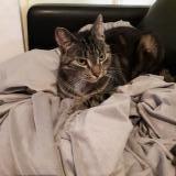 Picture of cat lost at Saint Sulpice Le Gueretois