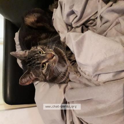 Photo 1/1 Hannibal Chat lost in Saint sulpice le gueretois