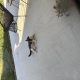 Picture of cat found at Portet Sur Garonne