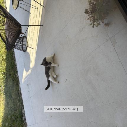 Photo 1/1 Found cat Found in Portet sur garonne