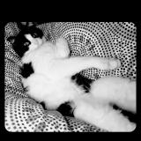 Picture of cat lost at Bonneville La Louvet