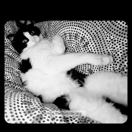 Photo 1/1 Mounette Chat lost in Bonneville la louvet