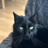 Picture of cat lost at Merignac